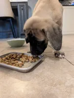 Luke, a male English Mastiff for sale in Collierville, TN – 4 of 5