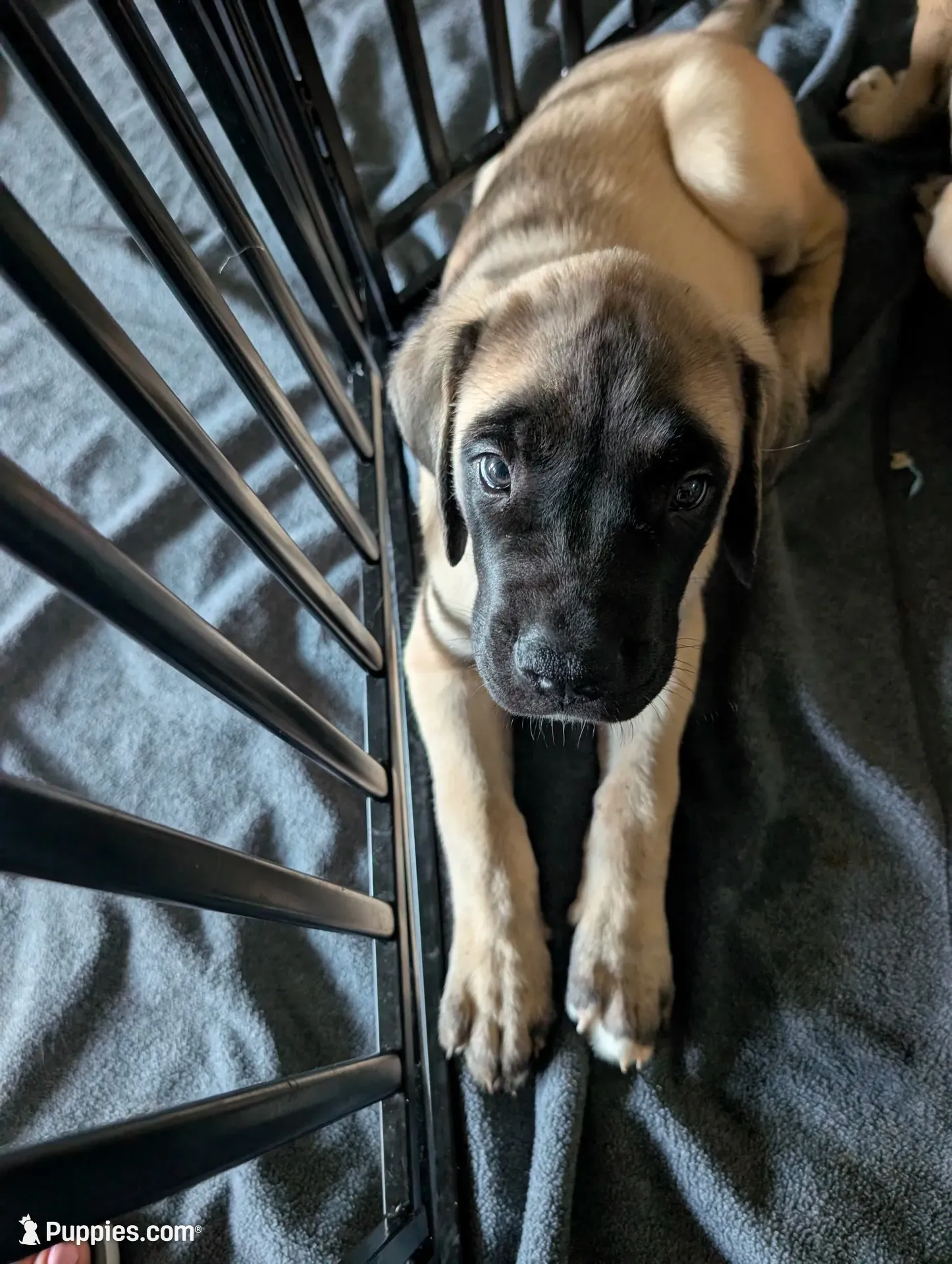 Luke, a male English Mastiff for sale in Collierville, TN – 2 of 5
