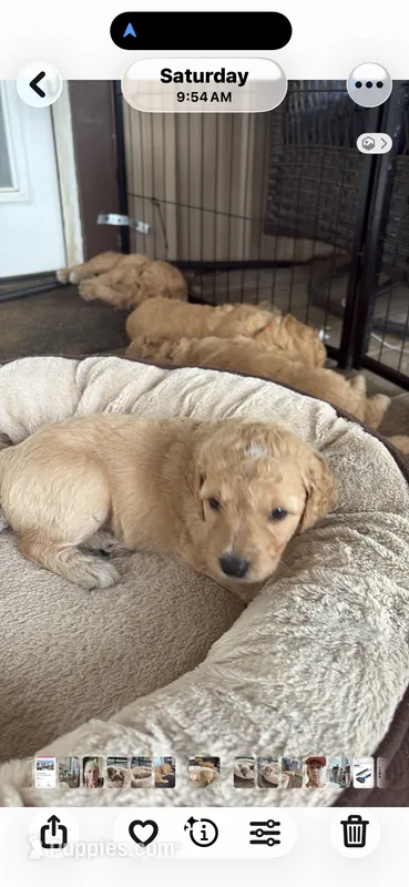 Gia – Goldendoodle puppy for sale in Clarkridge, AR