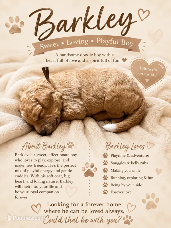 Barkley – Goldendoodle puppy for sale in Clarkridge, AR