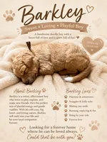 Barkley, a male Goldendoodle for sale in Clarkridge, AR – 1 of 1