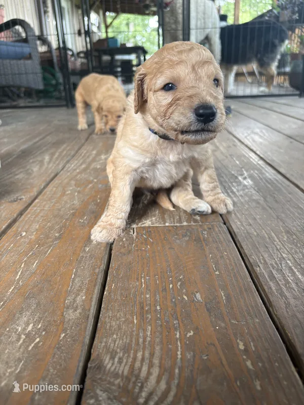 Bernie – Goldendoodle puppy for sale in Clarkridge, AR