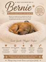 Bernie, a male Goldendoodle for sale in Clarkridge, AR – 1 of 1
