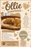 Ollie, a male Goldendoodle for sale in Clarkridge, AR – 2 of 2