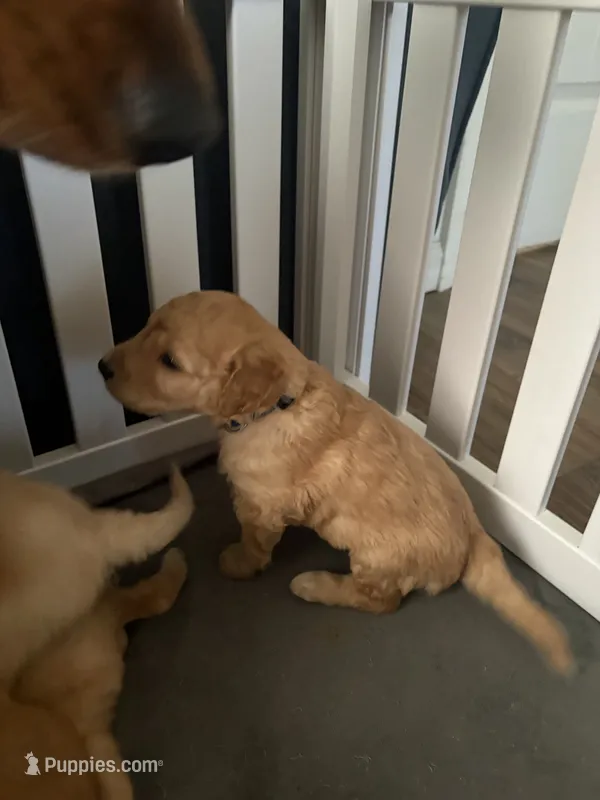 Bernie – Goldendoodle puppy for sale in Clarkridge, AR