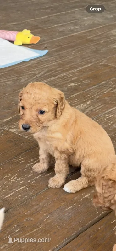 Yarrow – Goldendoodle puppy for sale in Clarkridge, AR