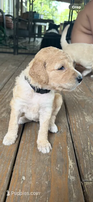 Blossom  – Goldendoodle puppy for sale in Clarkridge, AR