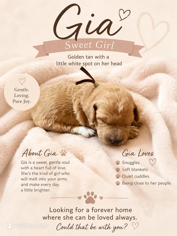 Gia – Goldendoodle puppy for sale in Clarkridge, AR