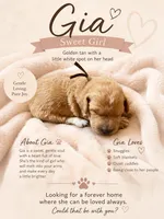 Gia, a female Goldendoodle for sale in Clarkridge, AR – 1 of 1