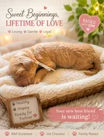 Marley, a male Goldendoodle for sale in Clarkridge, AR – 1 of 1
