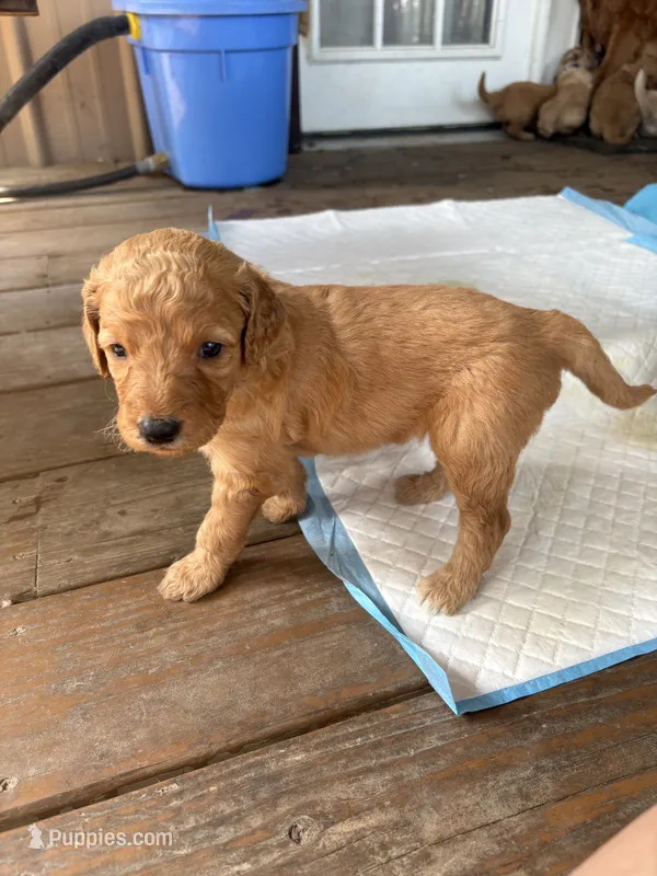 Yarrow – Goldendoodle puppy for sale in Clarkridge, AR