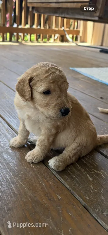 Bernie – Goldendoodle puppy for sale in Clarkridge, AR