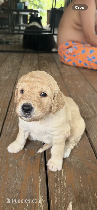 Rosa – Goldendoodle puppy for sale in Clarkridge, AR