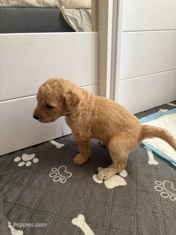 Gia – Goldendoodle puppy for sale in Clarkridge, AR