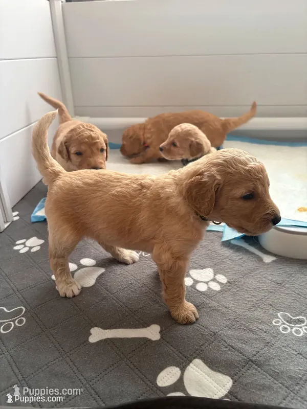 Gia – Goldendoodle puppy for sale in Clarkridge, AR