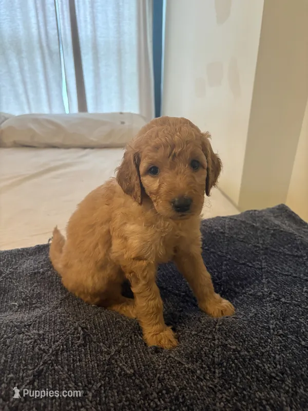 Yarrow – Goldendoodle puppy for sale in Clarkridge, AR