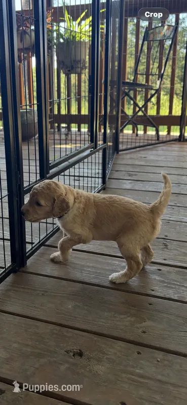 Blossom  – Goldendoodle puppy for sale in Clarkridge, AR