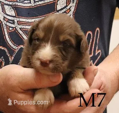 M7 – Australian Shepherd puppy for sale in Springfield, IL