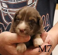 M7, a male Australian Shepherd for sale in Springfield, IL – Photo 1 of 4
