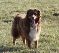 M7, a male Australian Shepherd for sale in Springfield, IL – Photo 4 of 4