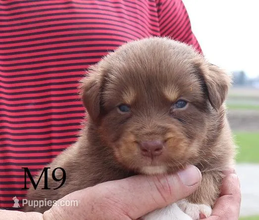 M9 – Australian Shepherd puppy for sale in Springfield, IL