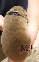 M9, a male Australian Shepherd for sale in Springfield, IL – Photo 2 of 4