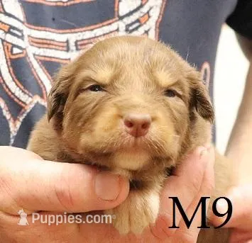 M9 – Australian Shepherd puppy for sale in Springfield, IL