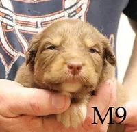 M9, a male Australian Shepherd for sale in Springfield, IL – Photo 1 of 4