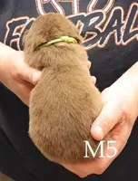 M5, a male Australian Shepherd for sale in Springfield, IL – Photo 2 of 4