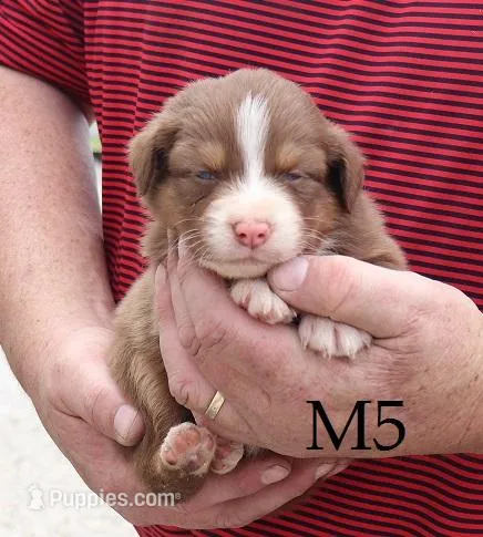 M5 – Australian Shepherd puppy for sale in Springfield, IL