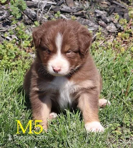 M5 – Australian Shepherd puppy for sale in Springfield, IL