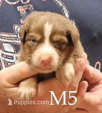M5 – Australian Shepherd puppy for sale in Springfield, IL