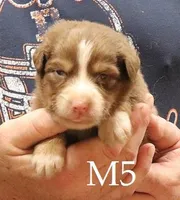 M5, a male Australian Shepherd for sale in Springfield, IL – Photo 1 of 4
