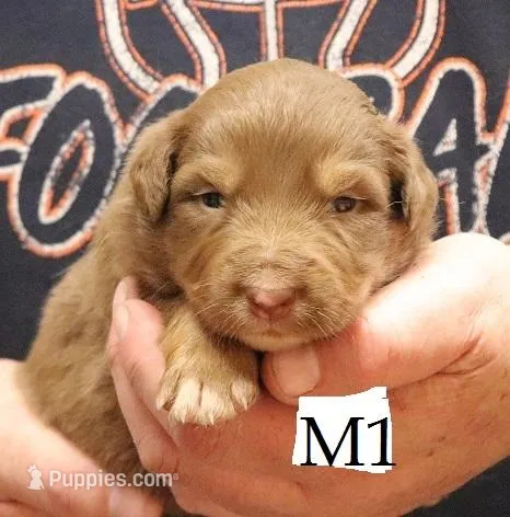 M1  – Australian Shepherd puppy for sale in Springfield, IL