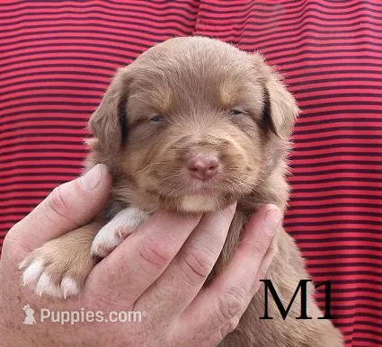 M1  – Australian Shepherd puppy for sale in Springfield, IL