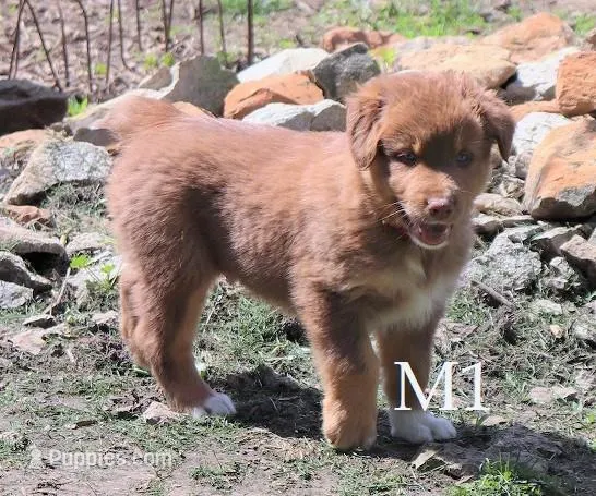 M1 Reduced – Australian Shepherd puppy for sale in Springfield, IL