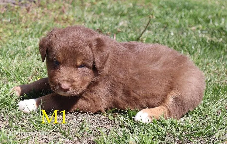 M1  – Australian Shepherd puppy for sale in Springfield, IL