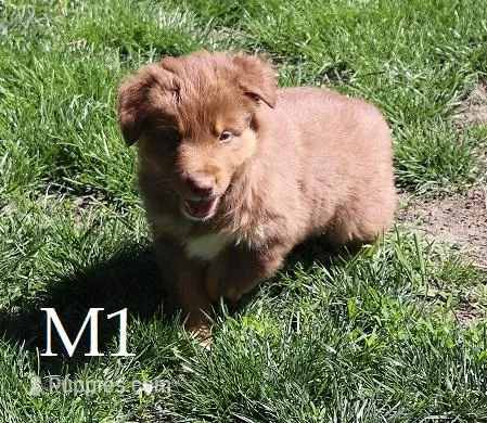 M1  – Australian Shepherd puppy for sale in Springfield, IL