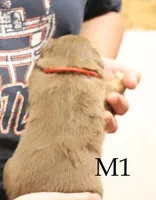 M1 , a male Australian Shepherd for sale in Springfield, IL – Photo 2 of 4