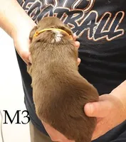 M3, a male Australian Shepherd for sale in Springfield, IL – Photo 2 of 4