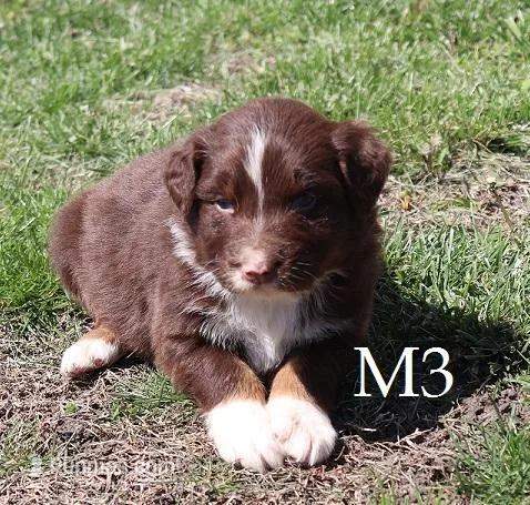 M3 – Australian Shepherd puppy for sale in Springfield, IL