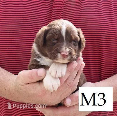 M3 – Australian Shepherd puppy for sale in Springfield, IL