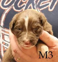 M3, a male Australian Shepherd for sale in Springfield, IL – Photo 1 of 4