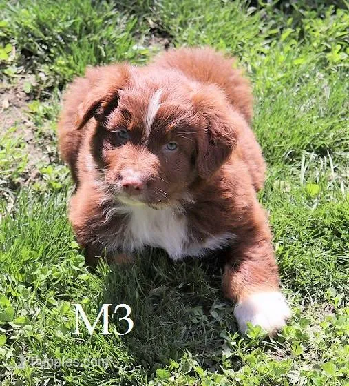 M3 Reduced  – Australian Shepherd puppy for sale in Springfield, IL