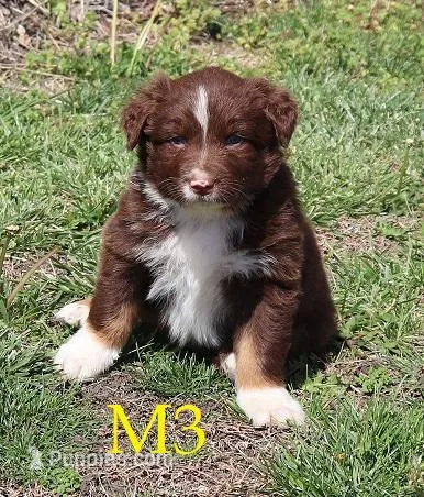 M3 – Australian Shepherd puppy for sale in Springfield, IL