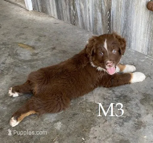 M3 – Australian Shepherd puppy for sale in Springfield, IL