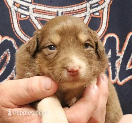F1 – Australian Shepherd puppy for sale in Springfield, IL