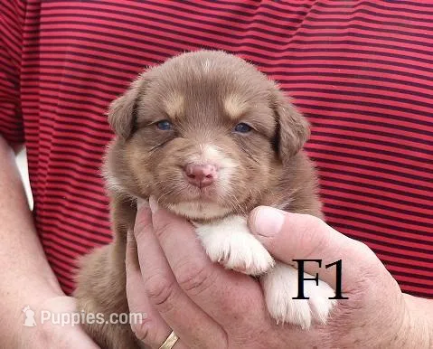 F1 – Australian Shepherd puppy for sale in Springfield, IL