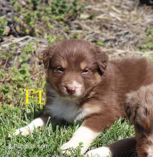 F1 – Australian Shepherd puppy on hold in Springfield, IL