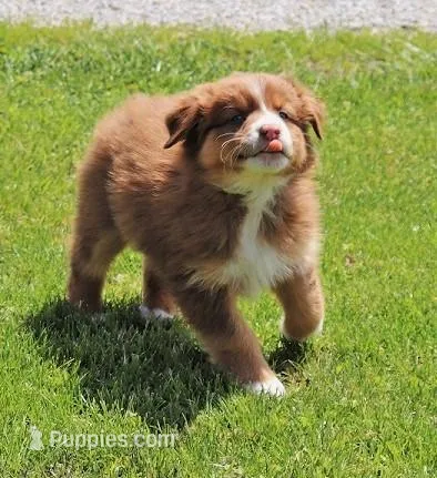 M5, a male Australian Shepherd for sale in Springfield, IL – Photo 1 of 5